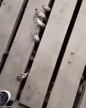 Raccoon-hands GIFs - Get the best GIF on GIPHY