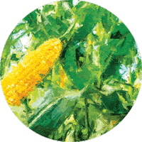 Agroeste Showrural Sticker by bayeragro