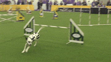 dog GIF by Westminster Kennel Club