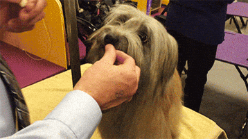 dog GIF by Westminster Kennel Club
