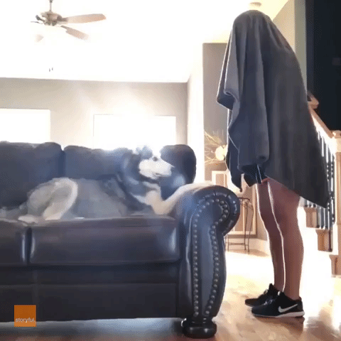 Husky Is Not Easily Fooled by 'What the Fluff' Challenge