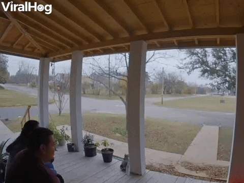 Husband Races To Wife Wiped Out By Dogs Zoomies GIF by ViralHog