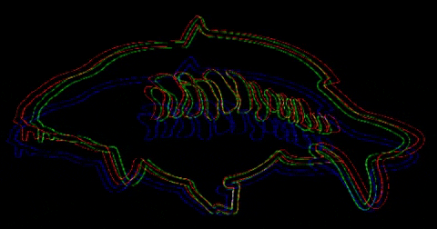 rockworld giphygifmaker carp carp fishing karpfen GIF