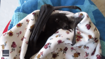 Rescue Bat Loves His First Time Eating Grapes