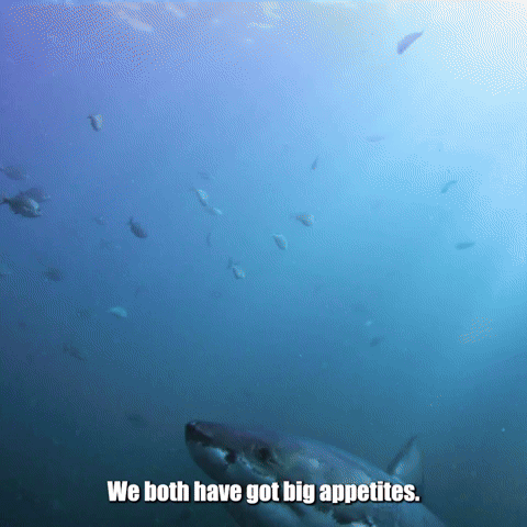 How Are Humans And Great Whites Alike?