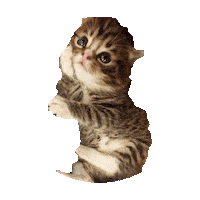 cute kitten STICKER by imoji