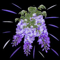robertcollege1863 robertcollege robertcollege1863 robertkolej rcwisteria GIF