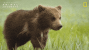 National Geographic River GIF by Nat Geo Wild