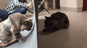 bestfriends friends cats i miss you save them all GIF