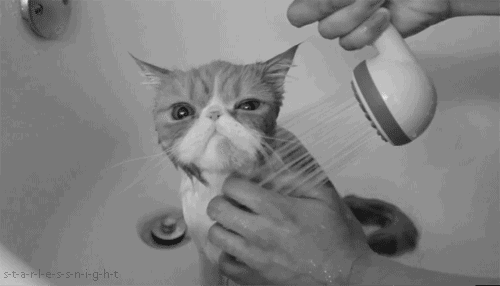 cat bath GIF