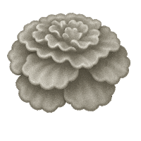 Anda Ba Flower Sticker by anda_ba