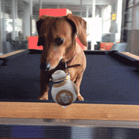 Star Wars Dachshund GIF by GIPHY CAM