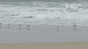 Probing Snowy Plover GIF by Monterey Bay Aquarium