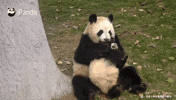 bÃÂ©bÃÂ© panda GIF by BFMTV