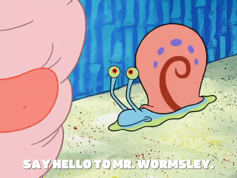 season 6 pet or pets GIF by SpongeBob SquarePants