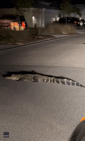 'Only in Florida!': Man Finds Alligator Blocking the Road Home