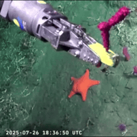 Spongebob Squarepants GIF by Respective