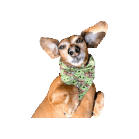 Baby Yoda Lily Sticker by Geekster Pets