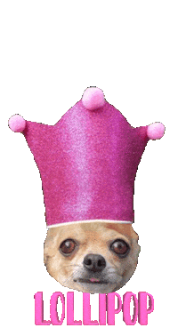 Dog Chihuahua Sticker