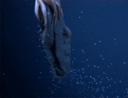 Squid Bebby Squids GIF by Digg