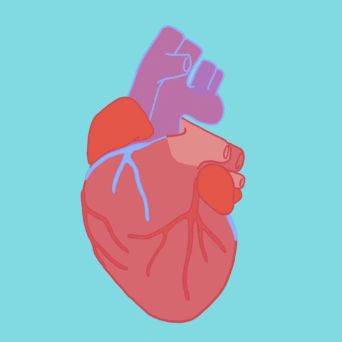 holiklimovich love heart valentines anatomy GIF