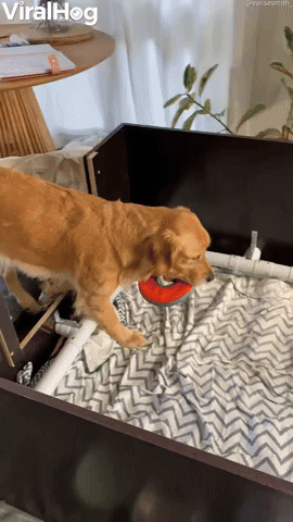Dog Wants to Play with Newborn Puppies