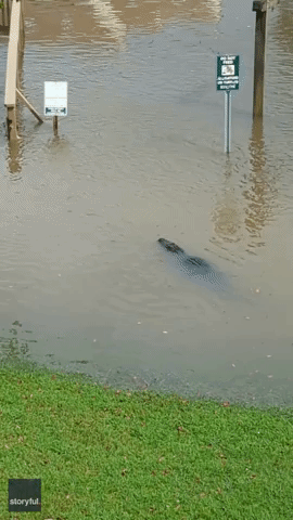 Alligator Cruises Through Floodwaters After Heavy Rain in South Carolina