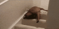 lazy dog GIF