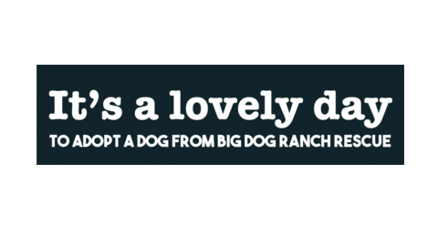 Bdrr Sticker by Big Dog Ranch Rescue