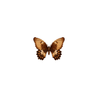 AvonZ butterfly papillon insecte avonzspringtime Sticker
