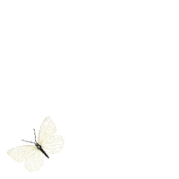 AvonZ butterfly papillon insecte avonzspringtime Sticker