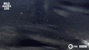 bbc one bear GIF by BBC