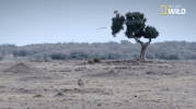 african cats big cat week GIF by Nat Geo Wild