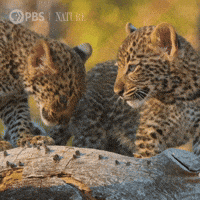 Big Cat Cats GIF by Nature on PBS