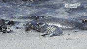 sea life ocean GIF by Monterey Bay Aquarium