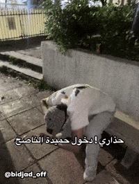 bidjad_off  GIF