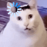 Cats Cute Cat GIF