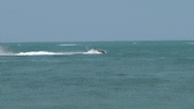 florida GIF