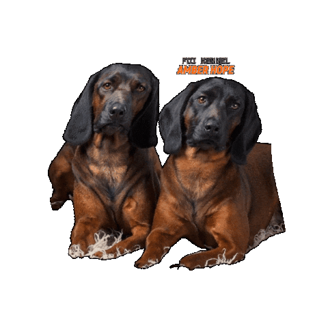 Happy Bavarian Mountain Hound Sticker by Romtat Farm