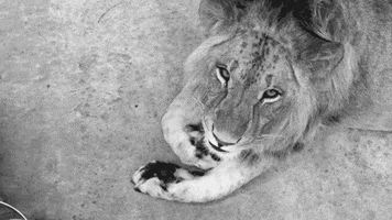 lion GIF