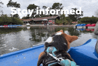 Dog Corgi GIF