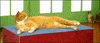 cat GIF