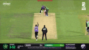 Melbourne Stars Cricket GIF by StarsBBL
