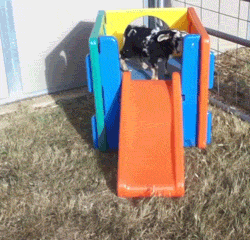 TV gif. A goat on America's Funniest Home Videos stands at the top of a slide on a child's fisher price playground toy before it slips and falls down the slide, looking stiff and dead at the bottom. 