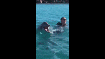 dolphin is a lamb.mov