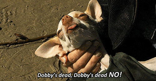 harry potter dog GIF