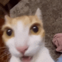 Omg Cat Scared Kitty GIF