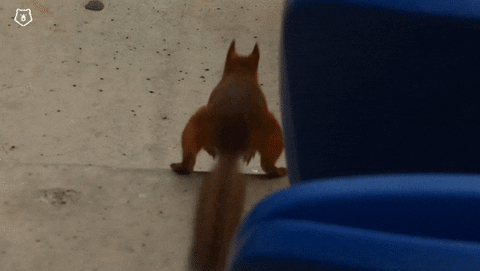 Squirrel Футбол GIF by Russian Premier Liga