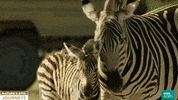 Africa Wildlife GIF by BBC Earth