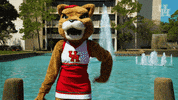 houstoncougars houston sasha gocoogs shasta GIF